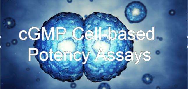 cGMP Cell-based Potency Assays